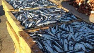 أسعار السمك في الجزائر في سوق الخضر و الفواكه ذراع بن خدة ، اسواق الجزائر ليوم الخميس 