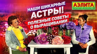 Шикарные астры: разнообразие сортов. Выращиваем правильно!