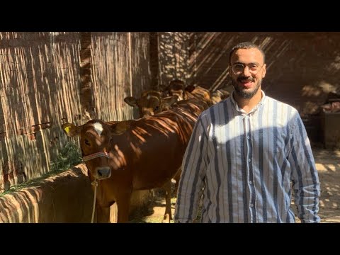 دراسة جدوى لعشر خرفان بلدي بربحية تصل 50 سنويا