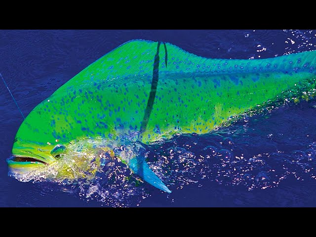 MAHI, WAHOO, KINGS *ULTRA LIGHT* TACKLE 