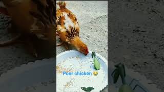 So Sad L Feel Bad For The Chicken