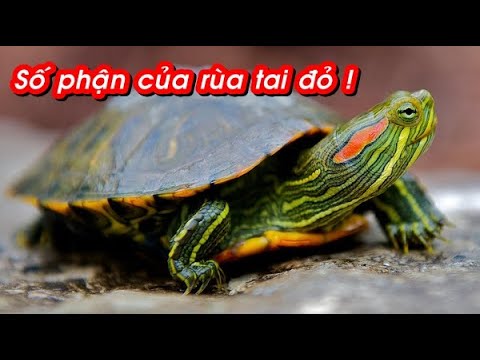 Cái kết buồn cho 5 loài động vật NGOẠI LAI khi tồn tại ở VIỆT NAM!
