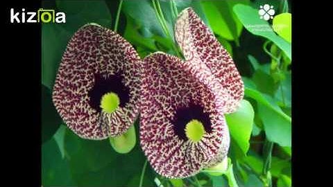 Kizoa Video Editor - Movie Maker: Botanical Garden - slideshow