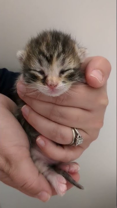 8 Day Old Kittens kittens socute YouTube