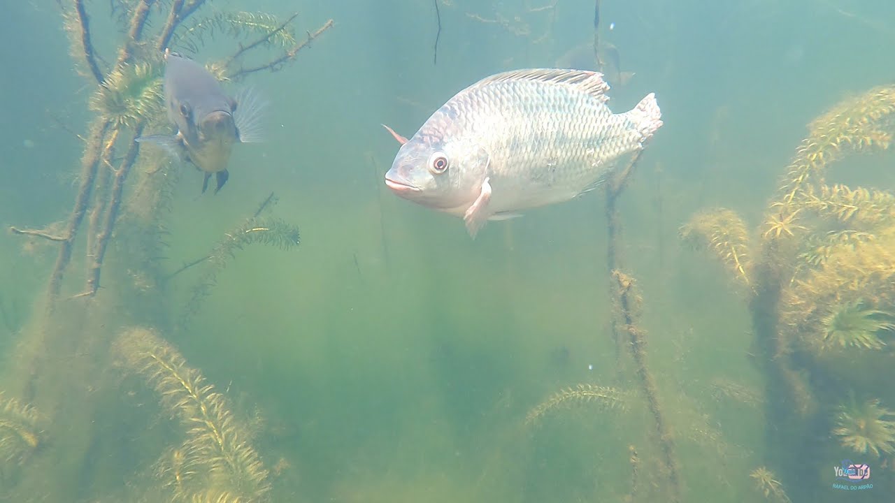 Pescaria de tilapia! Grandes cadurmes de peixes - tilapias, curimataã, piranhas, tucunare e etc.