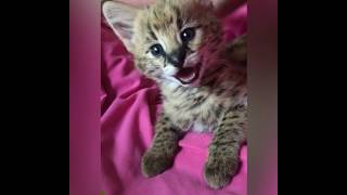 Сонный котёнок сервал Сонный котёнок сервал