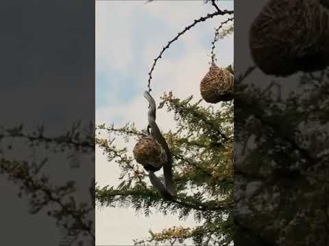 Watch video: Bird fights with snake trying to steal eggs from nest