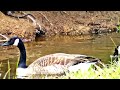 Kanadagänse und ein ungebetener Gast