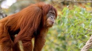 Зоопарк Сингапура. Орангутанг. Приколы про животных. Смешные и забавные животные. Зоопарк Сингапура. Орангутанг. Приколы про животных. Смешные и забавные животные.