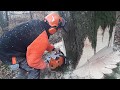 Abattage dun gros htre stihl ms 500i