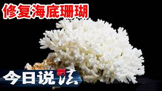 《今日说法》不起眼的 “活石” 暗藏玄机 竟让小店店主站上被告席？20260608 | 今日法案