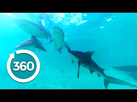 The Majesty of Sharks (360 Video)