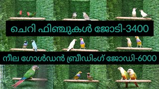 മഞ്ഞ ഗോൾഡൻ ബ്രീഡിംഗ് ജോഡി-3000 #birds #aviary #finches #golden finches