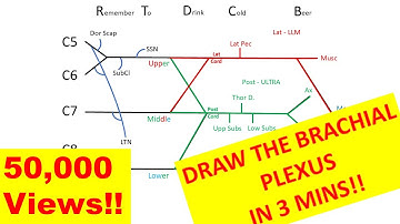 How to draw the brachial plexus in 3 minutes!