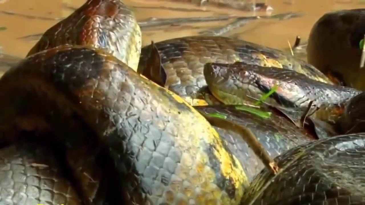World's biggest snake Anaconda found in Africa's Amazon river The Animal Show YouTube