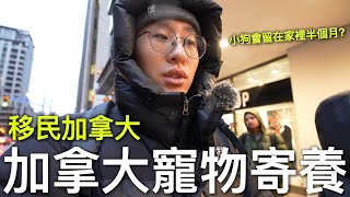 加拿大寵物寄養！小狗會留在家裡半個月？【移民加拿大】 by Brandy Chau 11,321 views 4 months ago 10 minutes, 15 seconds