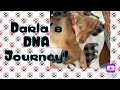 What kind of dog is darla  doggy dna mystery solved april 11 2024