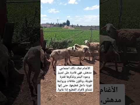 الأغنام ليست فقط للرعي تعرف على قدراتها المذهلة