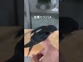 今年巣立った子かな?人懐こいツバメ#燕#ツバメ#fyp