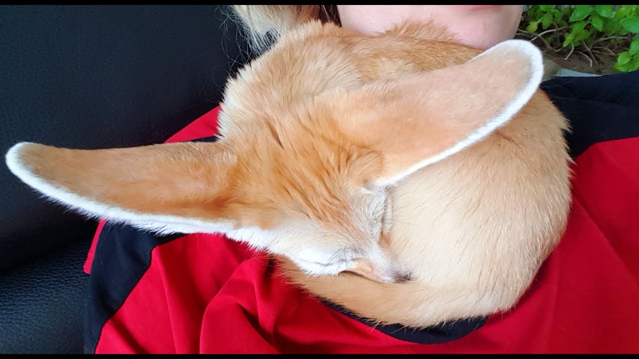 Do Fennec Foxes Like To Cuddle?