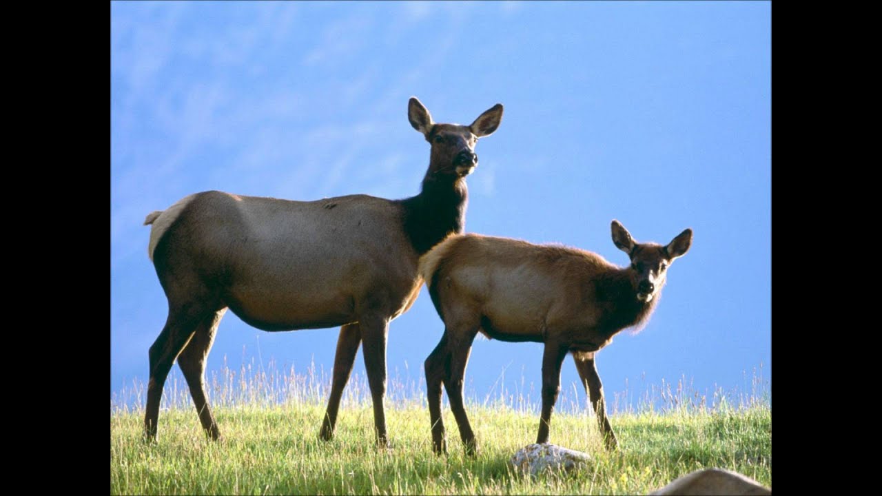 Cow & Calf Herd Sounds.wmv YouTube