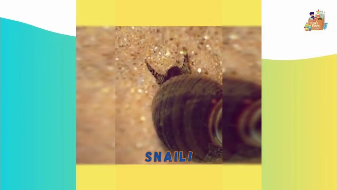 How to say Snail in Punjabi, Short Quiz Tegh's Toybox Ltd. YouTube