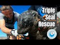 Three Seals Rescued from Entanglement
