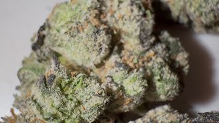 Pink Cotton Candy Strain Review : StrainAfterStrain Reviews 