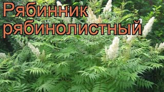 Рябинник рябинолистный (sorbaria sorbifolia) 🌿 рябинник обзор: как сажать саженцы рябинника