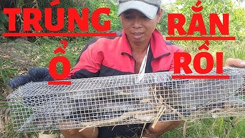 Trải nghiệm thăm bẫy rắn trúng ổ rắn rồi bắt mỏi tay luôn.