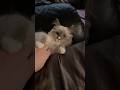 I wanted to share a quick video of my kitten Azure with you #kitten #ragdoll #cute #kitten s en