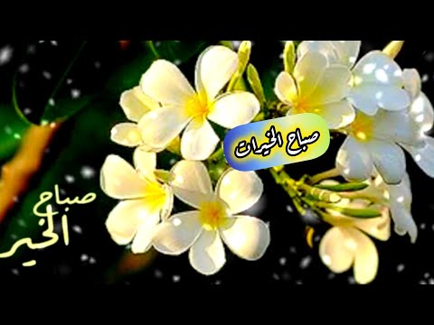 بطاقات صباحيه صباحيات واتساب همسات صباحية أجمل الصباحيات 2024 ستوريات نور