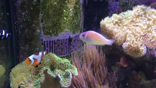 Keeping Reef Fish - Focus on Clownfish