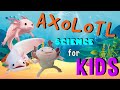 Axolotl Learning Quiz