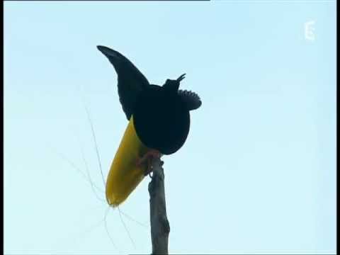 Twelve-wired bird-of-paradise display, parade du paradisier multifil