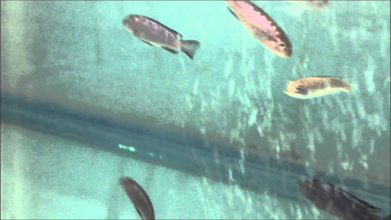 Pseudotropheus elongatus jewel spot Ciclidos Africanos YouTube