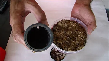 Como plantar sementes de jequitibá Rosa?