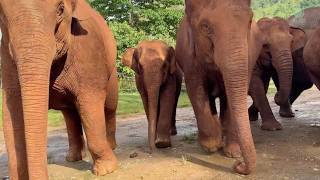 Young Elephant Runs to Reunite with Her Mother - ElephantNews