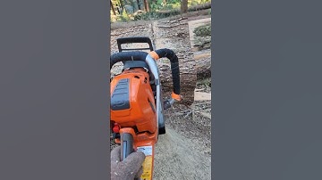 Trimming the flare. #mitchzenobitrees #shorts #lumberjack #logging #chainsaw #husqvarna #572xp