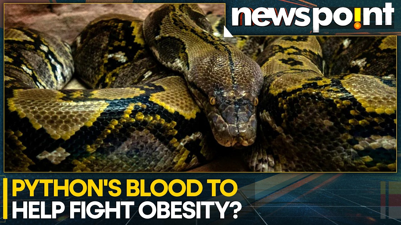 Python Blood Linked to Appetite Control, Study Suggests New Weight Loss Drug | WION Newspoint
