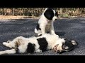 Two puppies wandering on the road getting hit by a car, sad to save only one