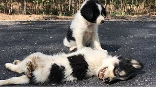 Two puppies wandering on the road getting hit by a car, sad to save only one