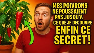 Mes poivrons ne poussaient pas… jusqu'à ce que je découvre ENFIN CE SECRET ! Le guide complet, de l