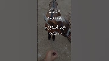 سورة القريش Tilawat e Quran kareem new viral video on youtube #islamicscripture #islamicvideo #quran