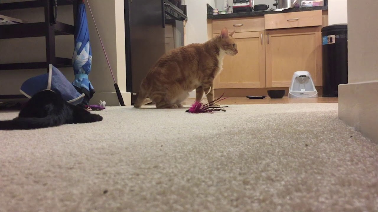 Cat Realizes New Kitten Is Blind Kitten Cats Triscuit