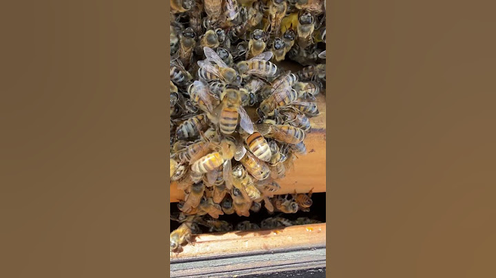 Bees cleaning up spilled honey #bees