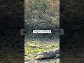 Crocodile 🐊 on the bank of River Moni #trending #viral #ytshorts #crocodile #river #wildlife