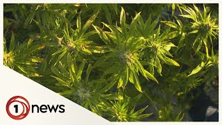 Cannabis use a growing medicinal trend in NZ's rugby ranks