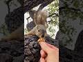 A new Momma Squirrel drops in from the Wire to the Tree #animals #friends #welcome #home #gift #free
