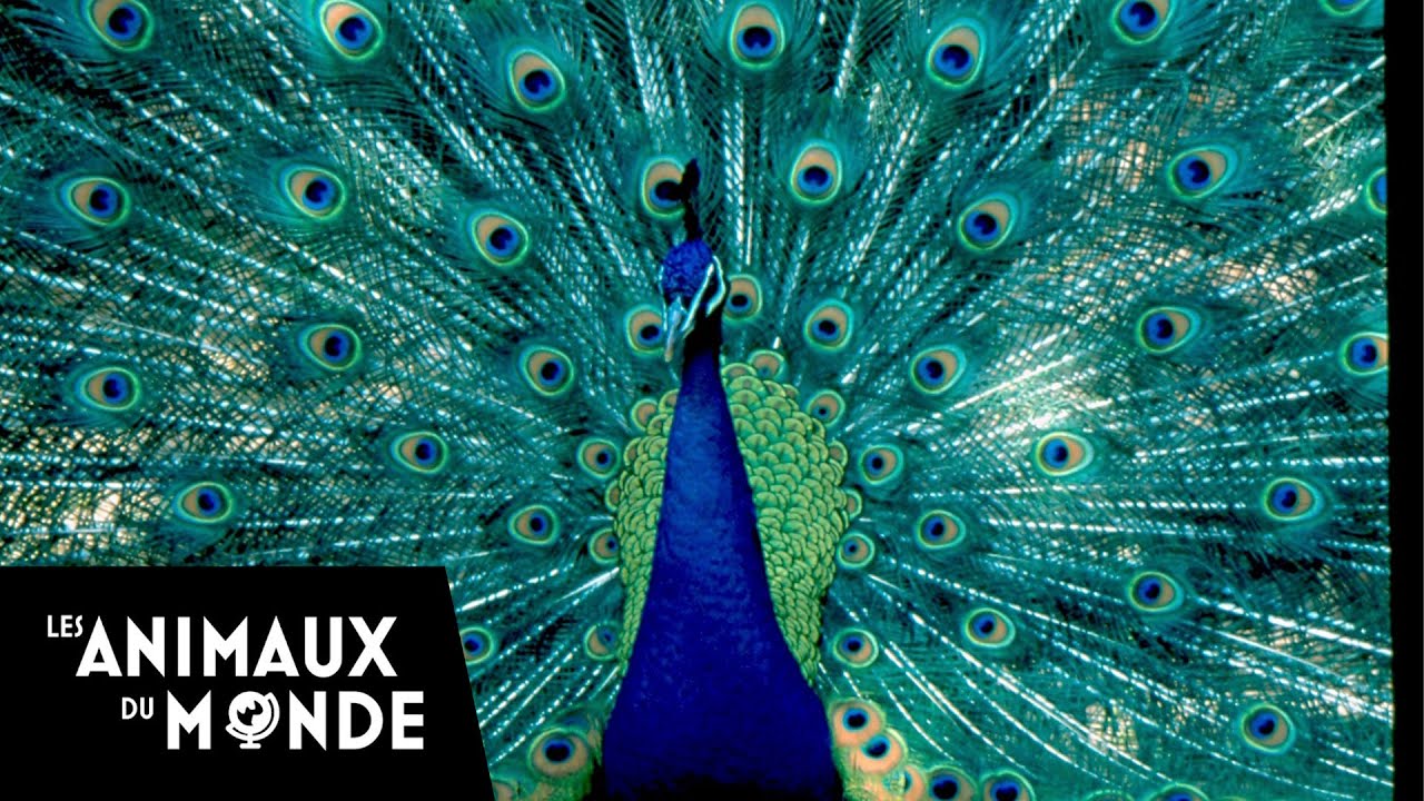 Les paons d'Asie - Fous d'animaux